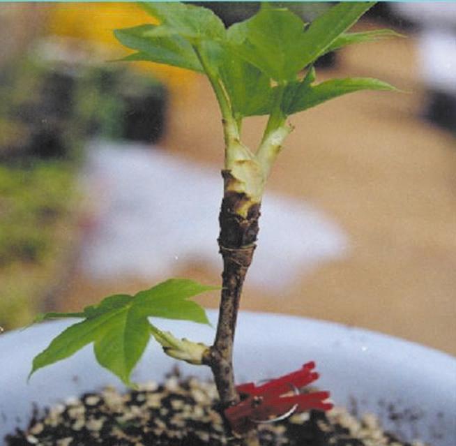 음나무접목활착 음나무품종육성음나무는한국, 일본, 중국, 러시아동부지역등동북아시아지역에서만자라는 1속 1종으로털음나무,