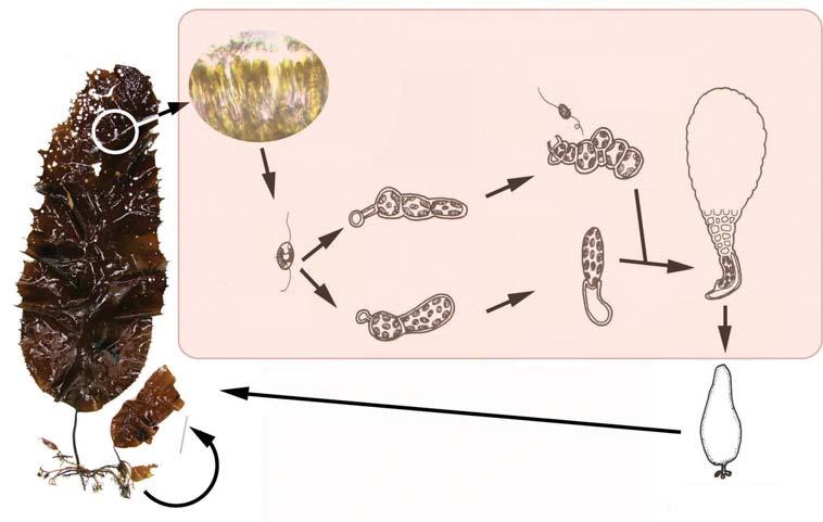 6 곰피양식 Cultivation of Ecklonia stolonifera ( ) 그림 2-2.