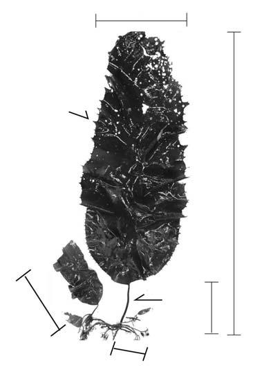 8 곰피양식 Cultivation of Ecklonia stolonifera 2 10 1 8, 9 7 4 3 5, 6 그림 2-6. (1:. 2:. 3:. 4:. 5:. 6:. 7:. 8:. 9:. 10: ). 엽체를전량채취하였다.