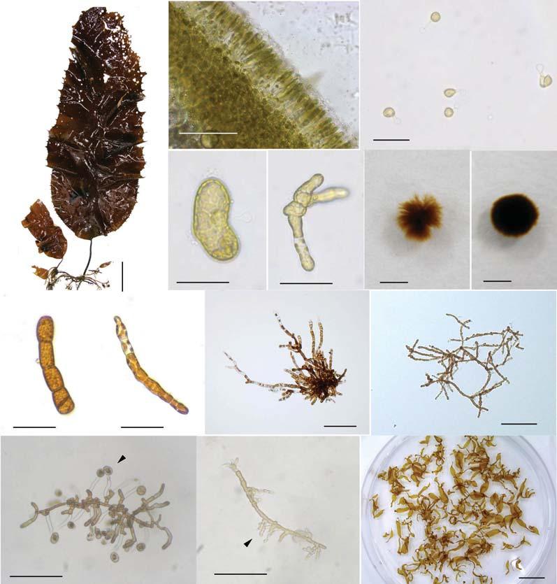 22 곰피양식 Cultivation of Ecklonia stolonifera A B C D E F G H I J K L M N 그림 3-4.. A:. B:. C: 1. D: 5. E: 5. F: 20. G: 20. H:. I:. J: 20. K: 20. L: 15. M: 15. N: 50.