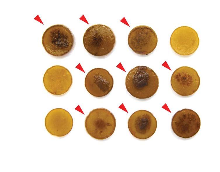 38 곰피양식 Cultivation of Ecklonia stolonifera Distal zone 100 Irradiance (μmol m -2 s -1 ) 60 30 10 15 20 25 Temperature (C) 그림 3-11.