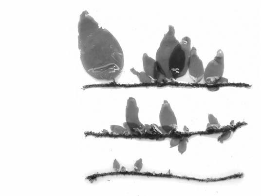 56 곰피양식 Cultivation of Ecklonia stolonifera 최고치인 49.85 ms 를보였으며이외의기간중에는 32.40~37.84 ms 의범위를나타내 었다. 2.