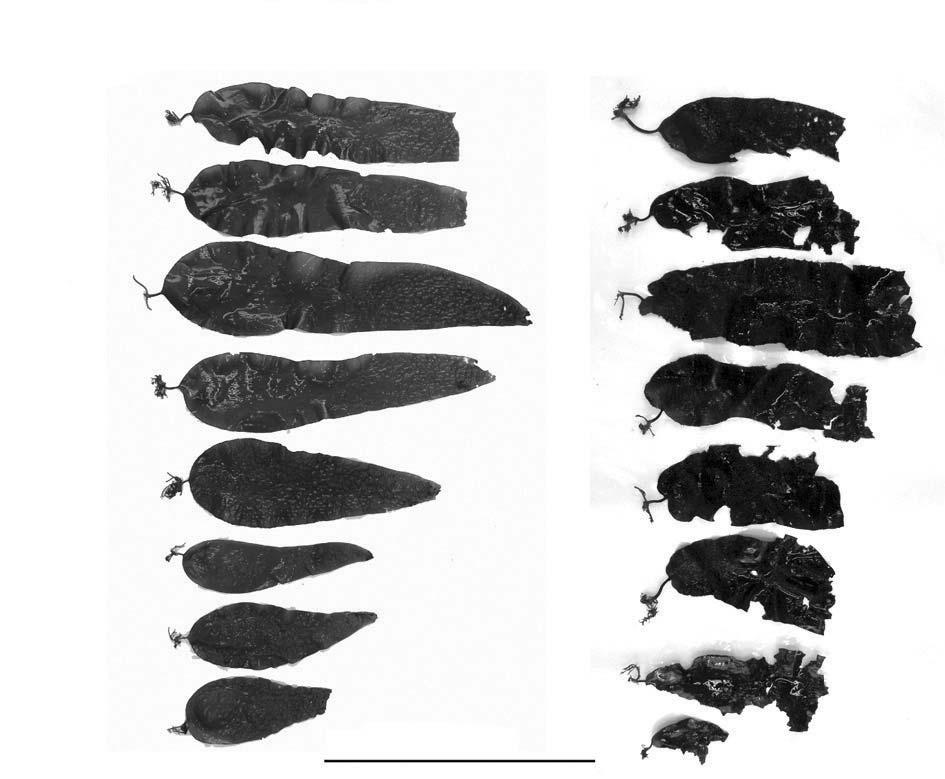 66 곰피양식 Cultivation of Ecklonia stolonifera June 2006 October 2006 Depth (m) 0.5 1 1.5 2 2.5 3 3.5 4 50 cm 그림 5-3. (2006 6 10). 2) 양성수심별생장 양성수심별곰피의생장도는 2006년 3월부터 2006년 10월까지수직연승을이용하여수심 0.5~4 m까지 0.