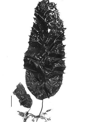 제 2 장생물학적특성 5 그림 2-1.. 켜서큰군락을이룬다. 생활사는줄기의하단에서나온포복경의끝에서유체가 11월경에나타나고다음해가을까지는충분히생장한다 ( 그림 2-2).