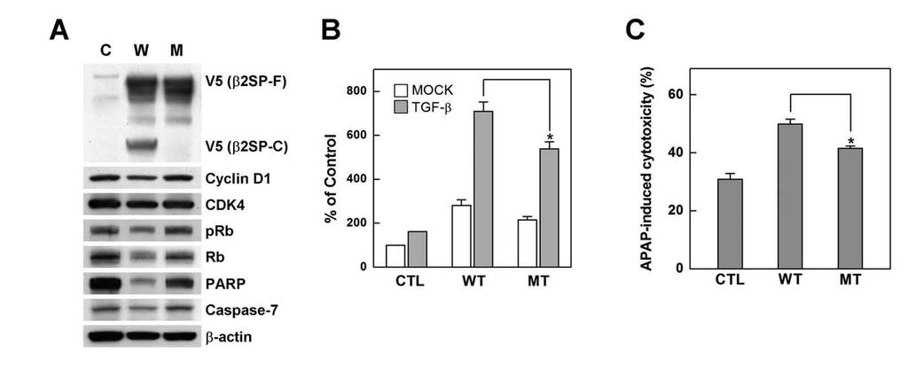 이 13번째 alpha-helix repeat에존재하는 DEVD sequence가 caspase-3/7에의해인식되고절단되는부위인지를확인하기위해 1457번아미노산인 aspartic acid를 alanine으로 site-directed mutagenesis를통하여돌연변이를제조하고이를정상 b2sp단백질과절단여부를비교.