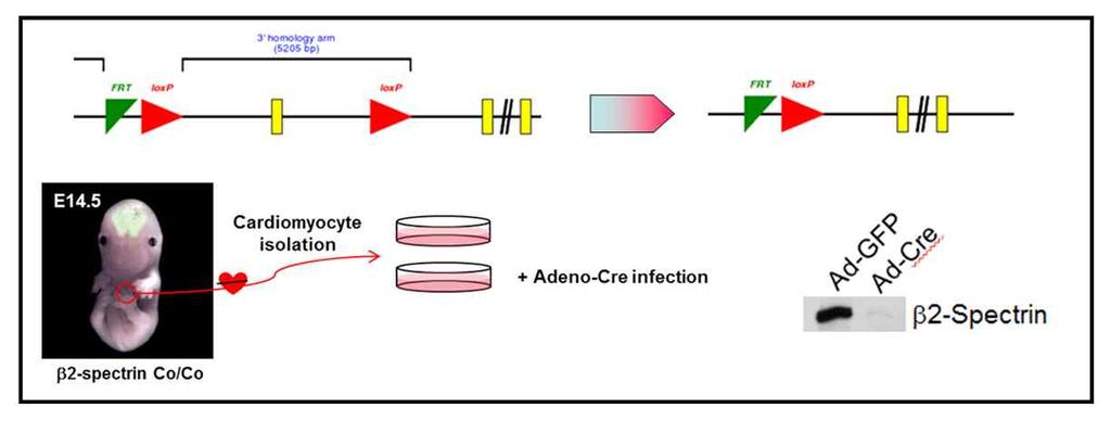 현재본실험에서사용되고있는암조직에서유래된세포주를사용하여 shrna를통한 knockdown 을시킨 in vitro system과는별도로쥐의정상조직에서유래된 primary culture를이용하여 cre recombinase를가진 adenovirus를 infection시켜배양된 primary cell에서 b2sp를결실시켜 b2sp의역할을알아보고자함.