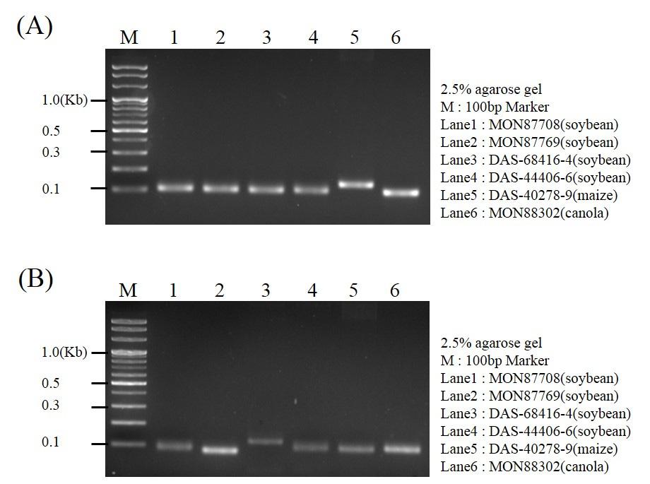 (B) Genomic DNAs of six LM events were displayed by 1% agarose gel electrophoresis (Lane M; 1Kb DNA Ladder, Lane 1; LM soybean MON87708, Lane 2; LM soybean MON87769, Lane 3; LM soybean DAS-68416-4,
