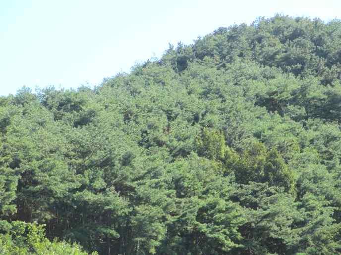 국사봉 3- 복흥 E5- 굴참나무