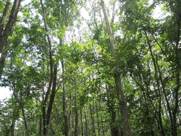 여분산 - 운남 E1- 굴참나무