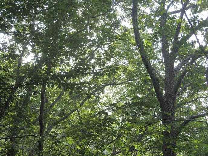 여분산 - 운남 E4- 굴참나무
