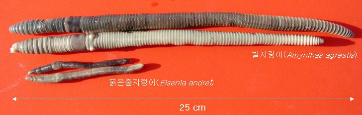 92 Na Fig. 1. Earthworm species; Anynthas agrestis (top), Eisenia andrei (bottom). Table 1. Chemical properties of the upland soil ph (1:5) O.M (g kg -1 ) Av.