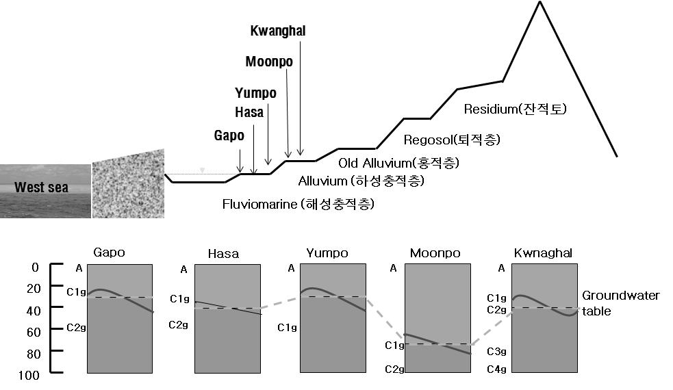 1224 Doug-Young Chung, Hyejin Kim, Misuk Park, and Sang-Eun Lee Table 2. Chemical properties of the reclaimed tidal soils developed since 1920.