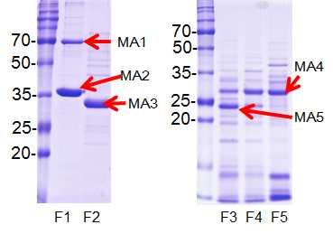 Figure 5. Partially purified major proteins of M. avium from CFP. Table 5.