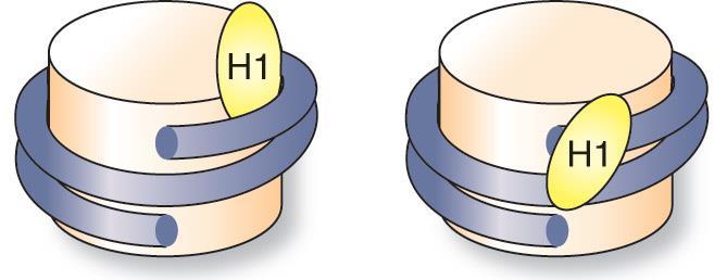 H1 histone 은 micrococal nuclease 로간단히처리하면 nucleosome 에존재하나오래처리하면 core