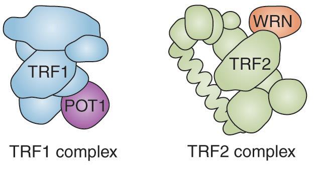 Figure 6.30a, b Mammalian telomere 를보호하기위하여두개의단백질인 TRF1 과 TRF2 (TTAGGG repeat binding factors 1, 2) 이존재하며이들은 telomere 지역의이중가닥지역에결합한다.