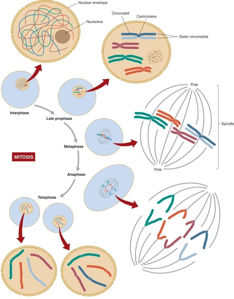 Mitosis has four stages Prophase chromosomes condense the nucleolus disappears the nuclear membrane disassembles mitotic spindle begins to form Metaphase spindle fibers attach to each chromosome