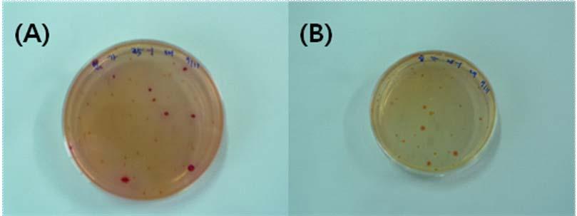 <Figure 12> The shape of Coliform which was proliferated on Garatteok during four days at 25 (A) control, (B) cium from culture supernatant 3) 인절미인절미를일반용기와특수소재용기에각각담아서 3일간 4 와 25 에보관하면서하루간격으로총균,