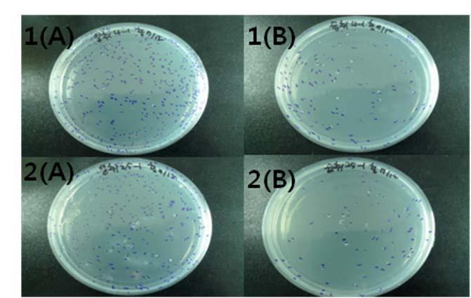 <Figure 18> The shape of total bacteria which was proliferated on Chuinamul during four days at 4, 25 within two containers from culture supernatant.