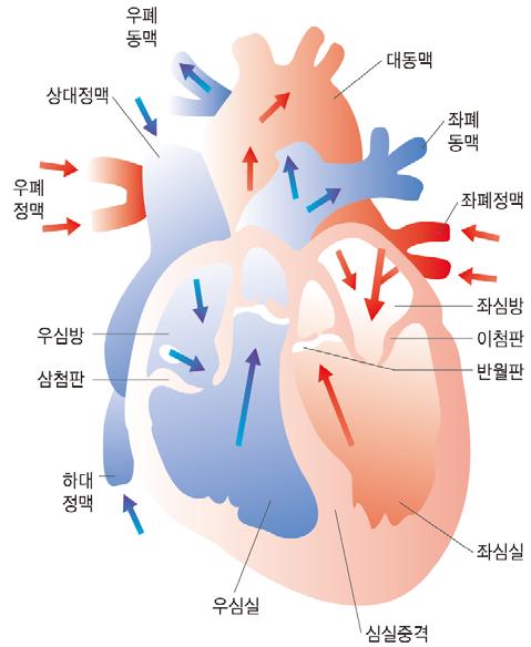 심혈관계구조 심혈관계는두개의심방과심실로이루어진심장, 혈관, 혈액으로구성 심장에서박출되어나온혈액은체순환계와폐순환계를거침 폐순환