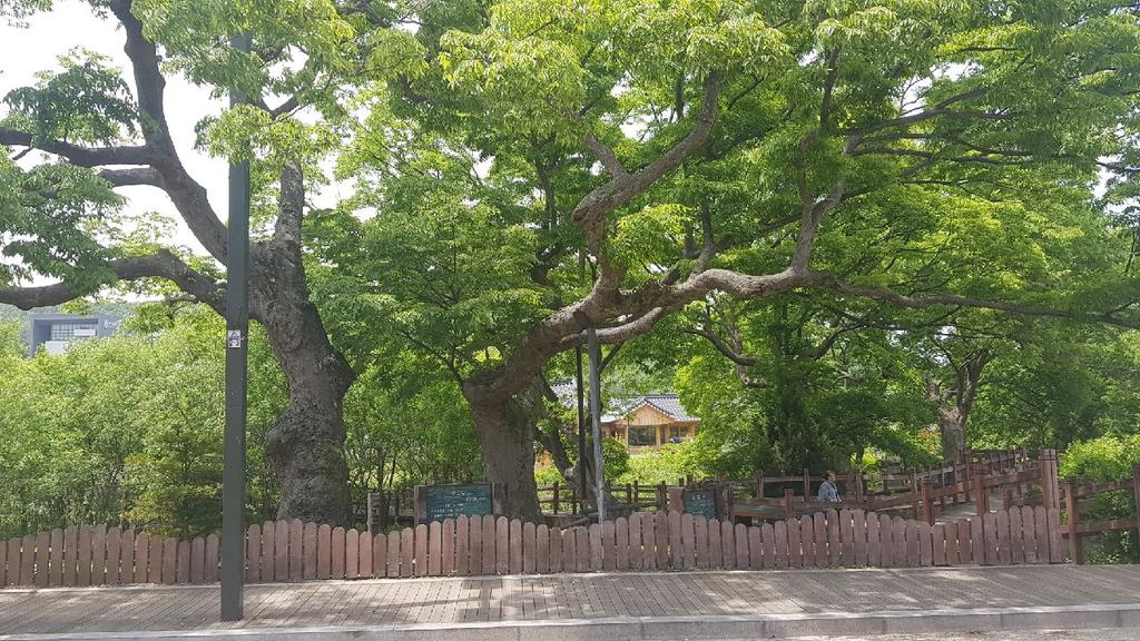 서울의 명소 중 명소가 되어가고 있다. 제안배경 및 필 요 성 m 그런데 한옥마을이 개발되면서 안타깝게도 수령 215년 된 보호수 느티 나무 주면 보호 습지의 데크길이 오래되어, 군데군데 발빠짐 현상이 있다.
