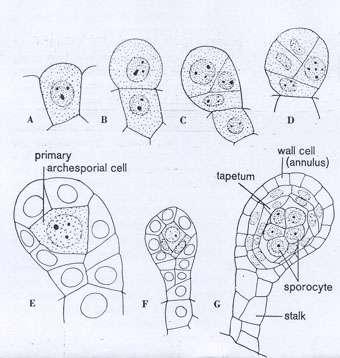 되는데아마포자발생시영양분으로작용하는것같다 ( 그림 12-2-3). < 그림 12-2-3. 포자낭발달단계 > 포자발생과정동안포자낭의 jacket cell 은수측분열 (anticlinal division) 을하 여크기가증가하여서자루세포 (stalk cell) 로된다.