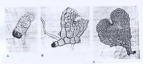 < 그림 12-2-4. 포자발아와배우자체 ( 전엽체 ) 의발달. A; 포자발아초기, B; 포자발아 25 일후의초기배우자체, C; 성숙한배우자체 ( 전엽체 )> 전엽체 (prothallia) 로불리우는배우자체 (gametophyte) 는일반적으로자웅동주 (monoecious) 이고어느정도 protandrous이다.