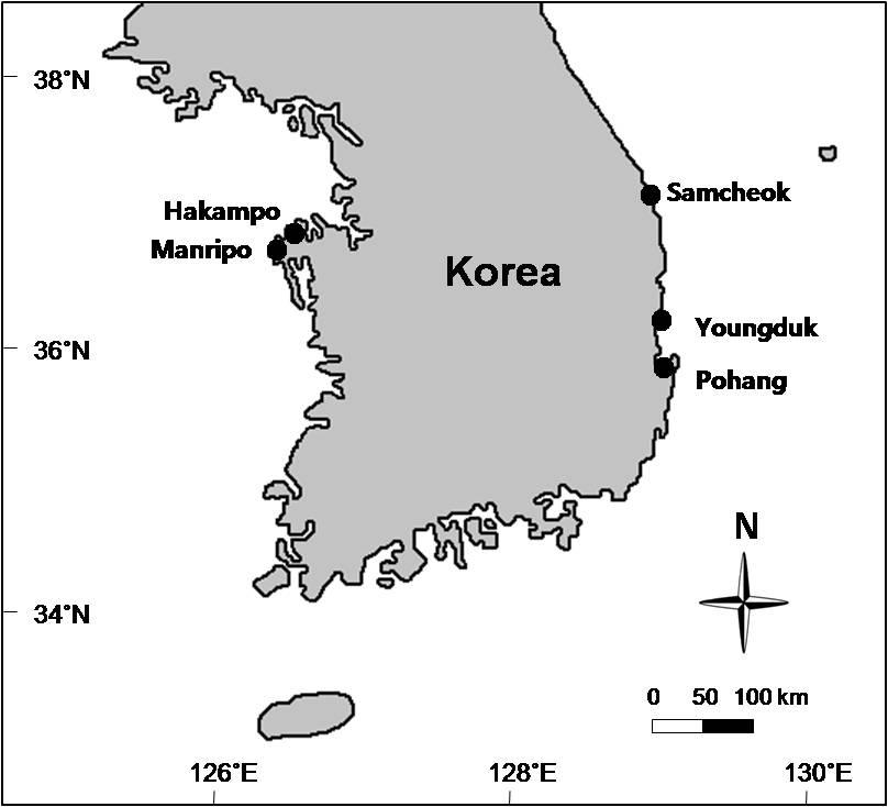 한국산진두발, Chondrus ocellatus 의생장과질병에대한연구 267 재료및방법본연구를위해진두발은동해안 3개정점 ( 삼척, 포항, 영덕 ) 과서해안의 2개정점 ( 학암포와만리포 ) 의조간대하부에서 2013년 7-8월에간조시에조체별로 50 cm 이상의간격을두고채집하였다 (Fig. 1).