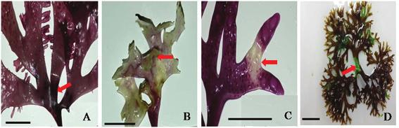 한국산진두발, Chondrus ocellatus 의생장과질병에대한연구 269 Fig. 4. Diseases of Chondrus ocellatus: A, Black spot; B, Green spot; C, White colour; D, Green colour. Scale bars represent 2 cm. Table 2.