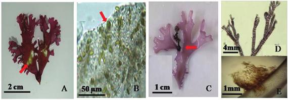 Infected plants were classified into six groups State East Sea West Sea Samcheok Youngduk Pohang Hakampo Manripo Healthy plants 19(38.0%) 21(42.0%) 11(22.0%) 16(32.0%) 11(22.0%) Infected plants 31(62.