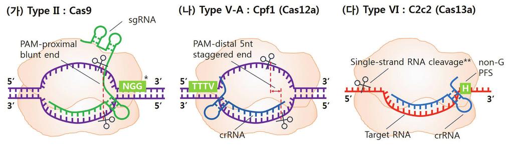 BT News 기획특집 : 유전체분석 그림 2. Class II 크리스퍼유전자가위의작동모식도. ( 가 ) Cas9 은표적 DNA 염기서열말단의 PAM 을인식하고, PAM 과가까운위치의 DNA 를잘라서평활말단 (Blunt end) 을만든다. 종에따라 PAM 의길이및서열이다르다. *NGG 는 SpCas9 의 PAM.