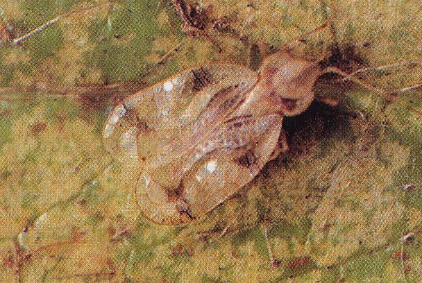 해충흡즙성해충 방패벌레 성충의몸길이가 4 mm 잎뒷면에검은벌레똥과탈피각이있어쉽게관찰 진달래방패벌레 4-5 회