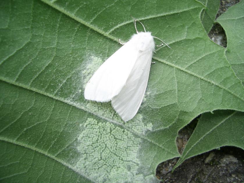해충식엽성해충 흰불나방 유충한마리가 100-150 cm2의잎을가해 5 월중순 -6 월상순에나타나 600-700