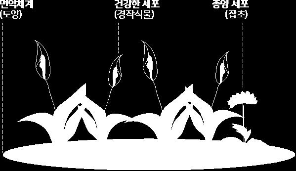 2. 암 (Cancer) 편 어떻게정상화시킬까? - 암의치료암이발생한장기는구조적 기능적손상이발생하게된다. 종양이빠르게분열하여크기를키워나가면서자리를차지하게되고, 필요한양분을급속도로빼앗기때문이다. 장기가제대로기능을하지못하게되면증상이발생하며, 이것이심할경우사망에이르게된다. 따라서암을치료하는가장근본적인목적은이를최대한늦추는 수명연장 이다.