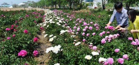 함께 떠나요, 14일간만 열리는 전남의 숨겨진 가을 속으로 강진 땅심화훼단지 고흥 소록도 성당, 마리안느