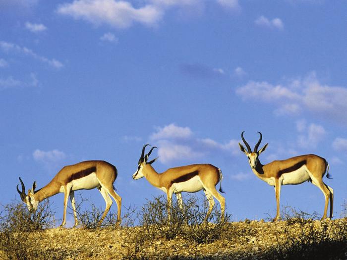 바. 나라동물 : Springbok Springbok 은남아프리카지역에서서식하는영양의일종으로, 약 25만두가남아공,