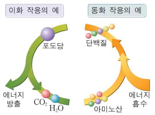 식사를통해비타민무기질섭취해야하는이유 7 에너지대사 산화 : 에너지방출, 글루카곤, 에피네프린, 코티솔환원 : 에너지흡수, 인슐린 에너지 = ATP 란?