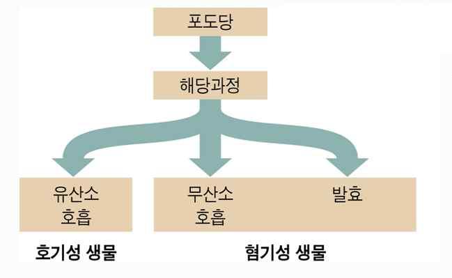 1 식품에너지와인체이용에너지 1.