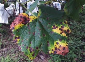 노균병 (Downy mildew) 1) 병원균및피해증상 병원균 : Plasmopara viticola 여름부터가을에걸쳐발생되며주로잎에발생되나새순과과실에도피해가발생된다.