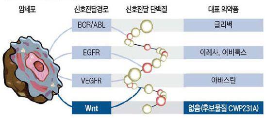 주요암신호전달경로별분자표적항암제상용화현황 자료 : JW 중외제약, 우리투자증권리서치센터 암종류별 Wnt 이상비율현황 암종류 Wnt 이상비율측정법출처 대장암 8-85% APC 돌연변이 Science (1997) 275:1784 급성골수성백혈병 61-1% WB Leukemia (26), 2, 1211 폐암 75% WB (Dvl3) Oncogene (23)