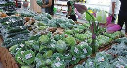 직매장에서는완주지역 500여소농, 고령농이당일수확한채소와제철과일, 장류등 300여종의농산물과가공품이판매된다.