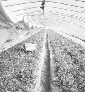 포천시영북면문암리 재배작물 : 토마토 재배특성 : 하우스재배 시험포면적 :1,000 평