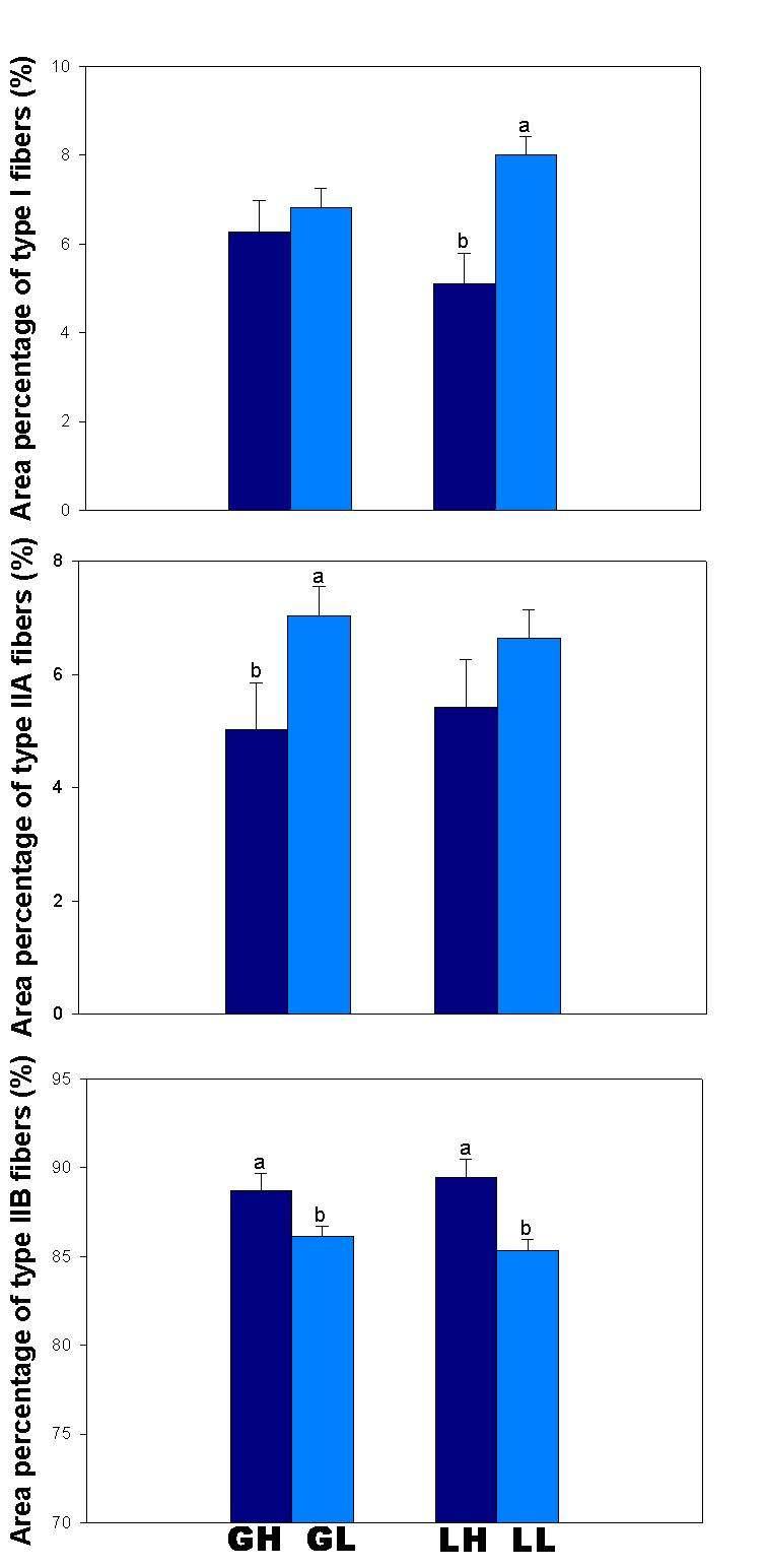 Fig. 2-2. Area percentages of muscle fiber types in groups categorized by glycogen and lactate content measured at 45 min postmortem. Bar indicates SE.