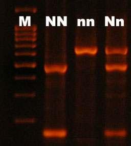 A260/A280 1.8~2.0의 DNA 용액들을 50ng/ul로희석하여 PCR 증폭을위한주형 으로사용하였다. 다. PCR-RFLP 분석 (1).