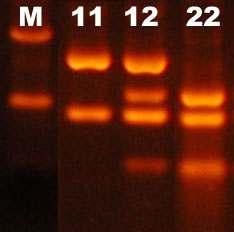 M: 100bp size marker 11: 12: 22: ( 그림 4). PCR Product에제한효소처리후사진 (5).