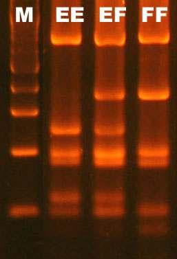 반응액조성은 50~100ng/ul의주형 DNA, primer 각 10pmol 0.5ul, 2.5mM dntp 5ul, 10x reaction buffer(10mm Tris-HCl, ph8.3, 50mM KCl, 1.5mM MgCl2)2ul Taq polymerase 0.5ul 에총반응액 20ul로하여 PCR system 9700(ABI 사) 을사용하였다.