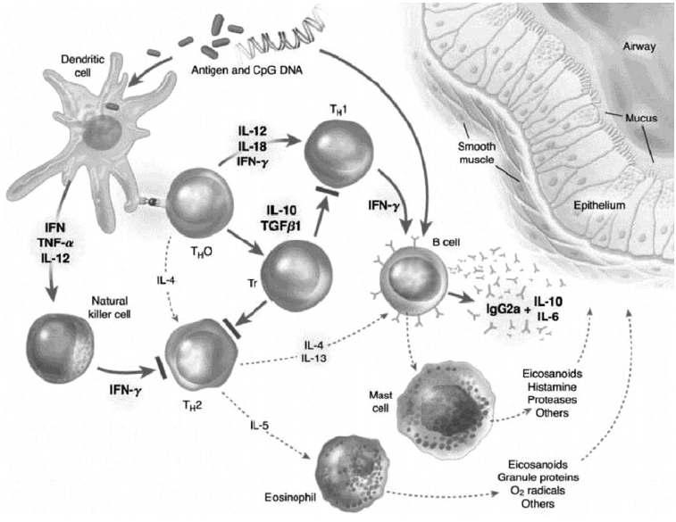 <CPG DNA 의면역조절효과 > (6) T 림프구를목표로하는치료법 T 림프구를표적으로하는여러면역치료가시도되고있는데, 항 CD11a항체, 수용성 IL-4 수용체, 항 IL-5 항체를이용한치료는환자를대상으로한임상연구가시도된바있으나장기적효과나안정성이대한좀더많은연구가필요한실정임.