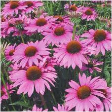 에키나시아 (Echinacea) - 세계여러나라에서판매되고있는유럽의천연감기치료제로,