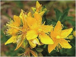 John s Wort ( 우울증, 불면증개선효과 ) - 주로유럽에서중앙아시아에걸쳐분포하는여러해살이허브로이식물의성분중에하이퍼이신