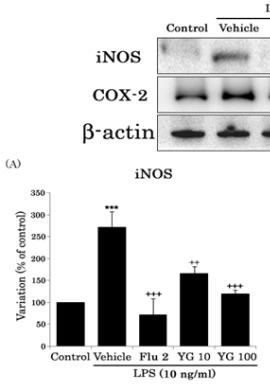 다 ) inos 및 COX2의발현변화 LPS처리시 RAW 264.7세포에서 inos 및 COX2의세포내발현량이현저히증가시켰음. YG-1의전처치는농도의존적으로 inos 및 COX2의세포내발현증가를억제하였으며, flurbiprofen과유사한효능을보였음.