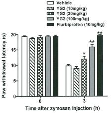 2 과민통에대한진통효능평가 Zymosan투여 3시간에발생하는과민통인 thermal hyperalgesia에대해 YG-1과 YG-2(10 mg/kg, 30 mg/kg 및 100 mg/kg) 을경구투여시용량의존적인소염효능을나타내었음.